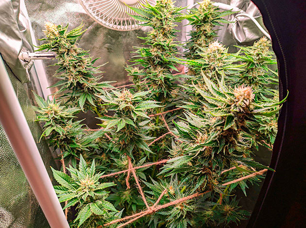 подготовка к харвесту Sensi Star