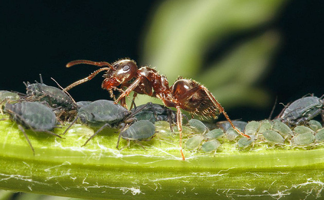 Муравей оберегает тлю