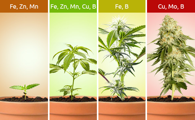 Необходимые элементы для всех стадий развития конопли