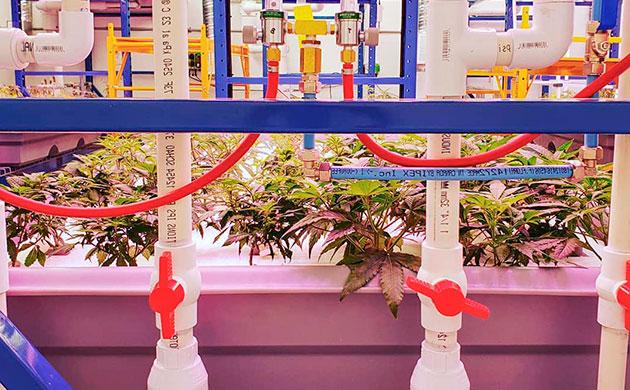 Особенности выращивания каннабиса на аквапонике