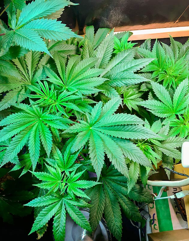 Shiskaberry готов к цветению Подготовка к цветению