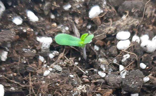 Перегрев и ожоги у Bruce Banner Auto Наблюдение за развитием растения