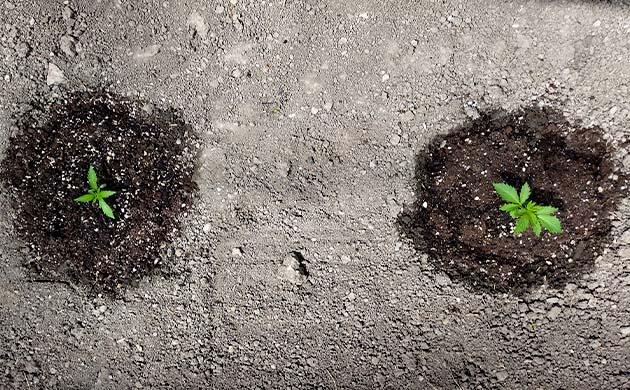 Два растения конопли в грунте на открытом солнце