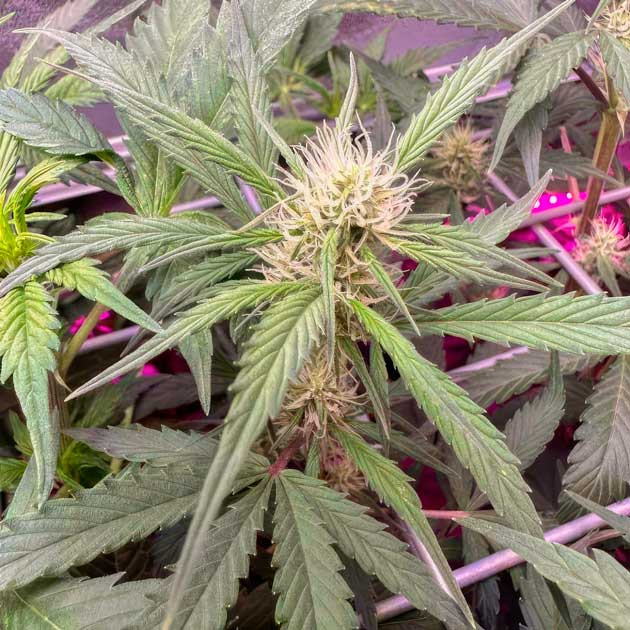 Конопля на 6 неделе роста