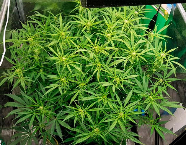 Формирование соцветий на макушке куста