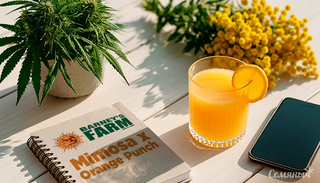 Гроурепорт сорта Mimosa x Orange Punch от сидбанка Barney's Farm