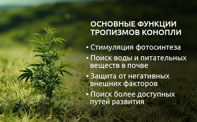 Тропизмы: адаптация к среде