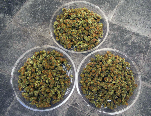 Пролеченный урожай Урожай White Widow