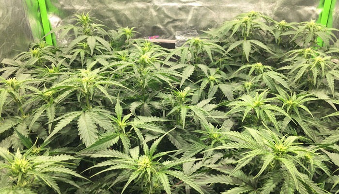 Начало цветения Jack 47 Auto