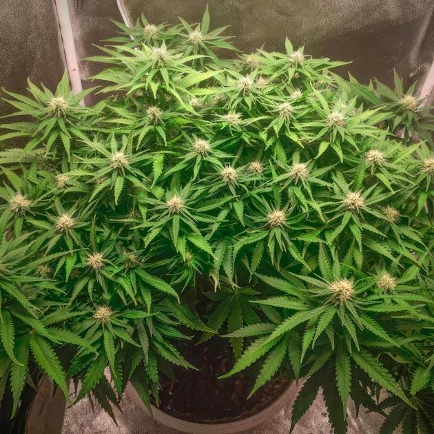 Куст Super Silver Haze от GHS на 9 неделе развития