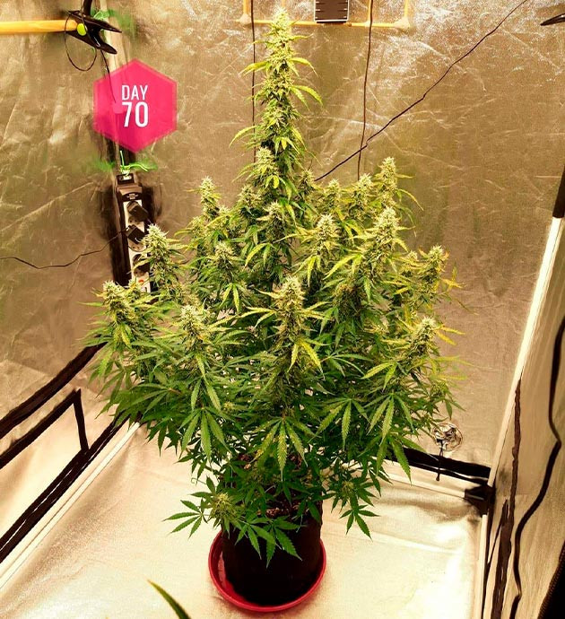 Появление пятен на листьях конопли Семидесятый день выращивания