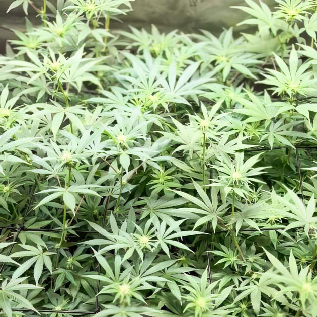 Активное развитие каннабиса