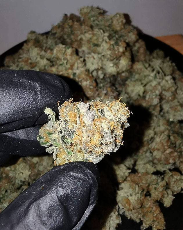 Сухой урожай