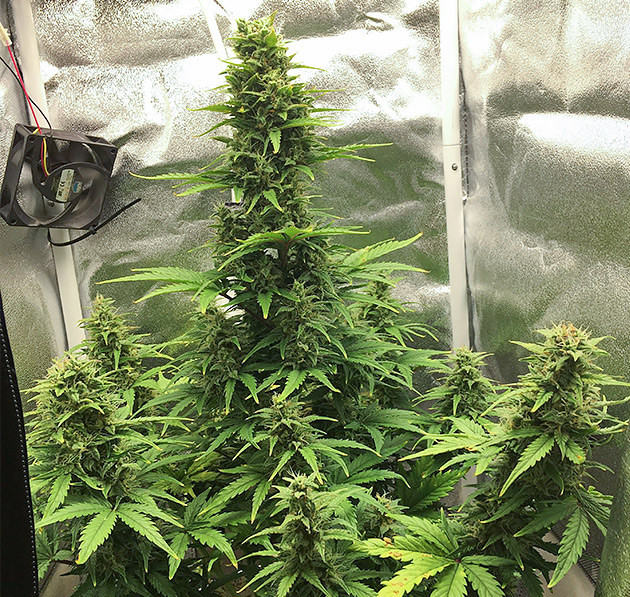 Auto Tutankhamon высотой 50 см