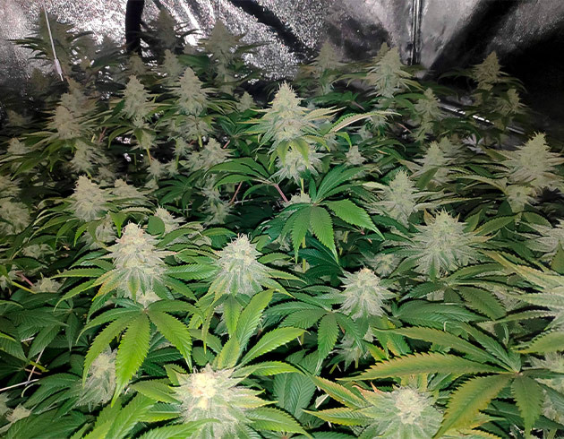 Появление красноватого оттенка на листьях марихуаны Оранжевый оттенок на листьях