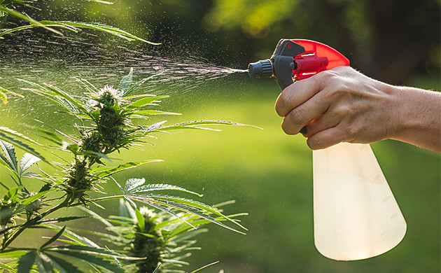 Предотвращение распространения пыльцы: важные шаги