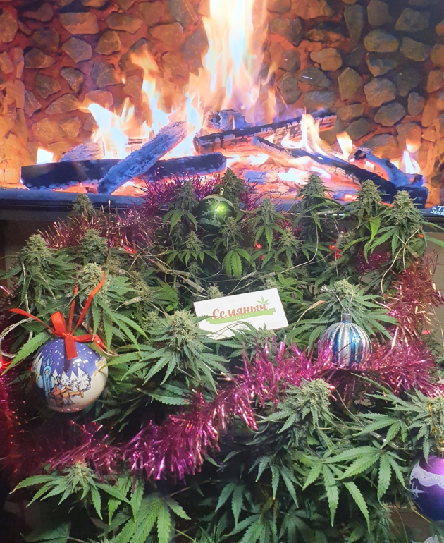 4 место Куст конопли от KV1