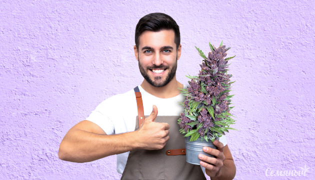 Фиолетовая конопля