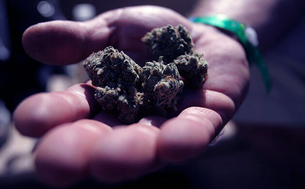 Сухие шишки в полутьме