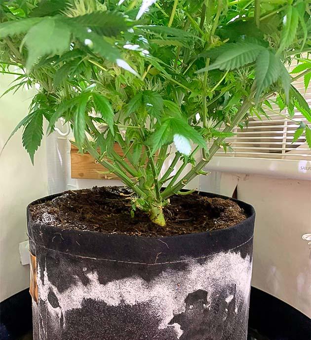 Конопля с густой смолой и белым налетом солей