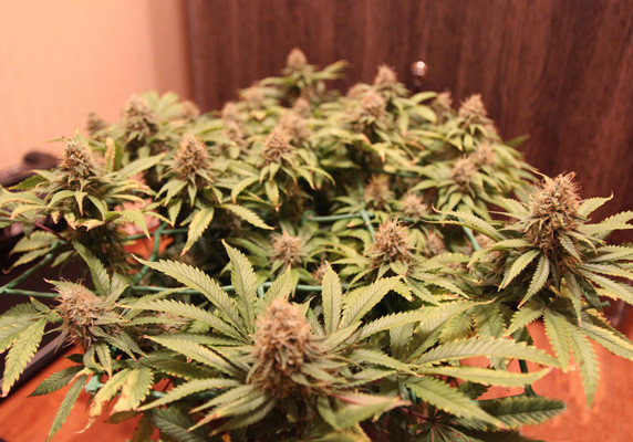 Формирование шишек Созревание шишек на 15 неделе выращивания