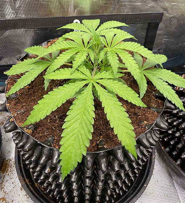 Проращивание семян конопли Gorilla Glue #4