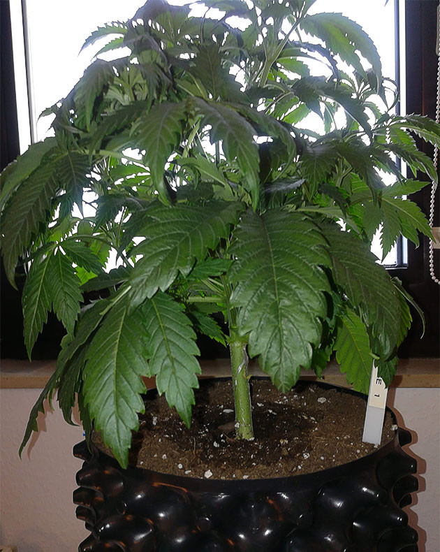 Пятая неделя вегетации Куст высотой 33 см