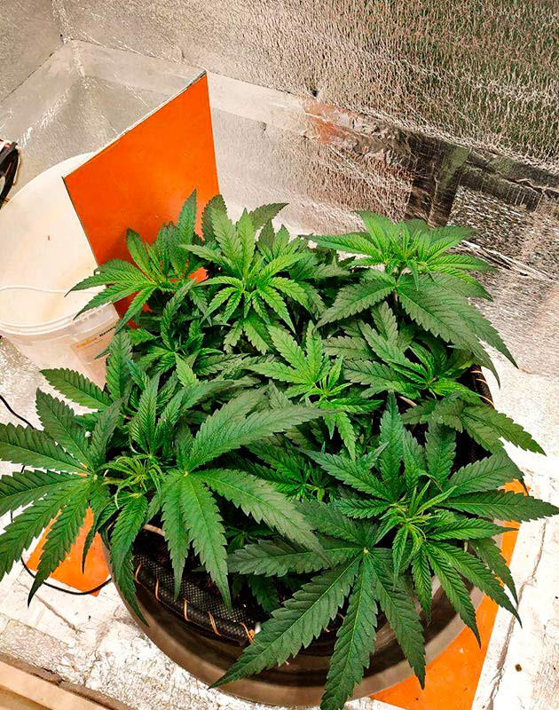 LST на 6 неделе выращивания Куст после техники LST