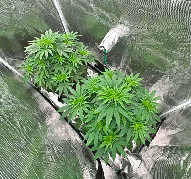 Кусты Biscotti Mintz от сидбанка Barney's Farm на 6 неделе