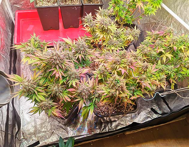 Срез остальных растений и ожидание созревания Cream Caramel Auto: срез растений и ожидание созревания