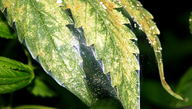 Паутинный клещ на марихуане