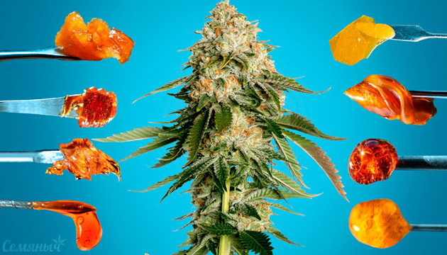 Подборка сортов конопли