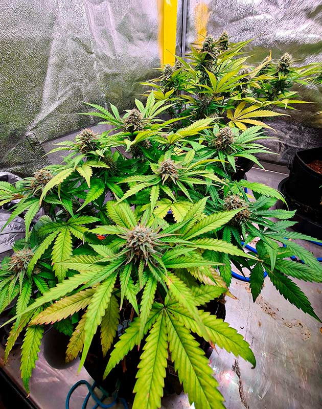 Сорт Cherry Cola Auto конец цветения