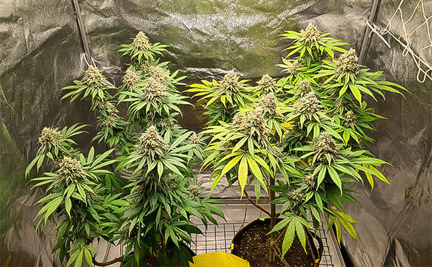 подготовка к харвесту завершение цветения Chemical Bride