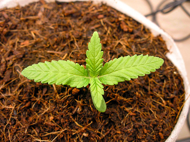 1 неделя выращивания Росток LSD