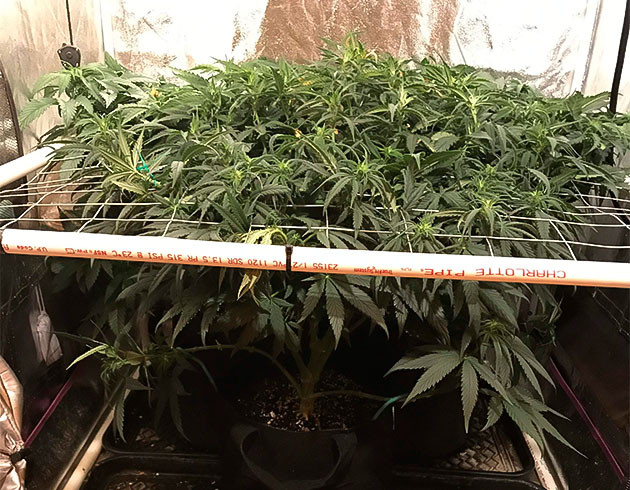 Гроурепорт HulkBerry