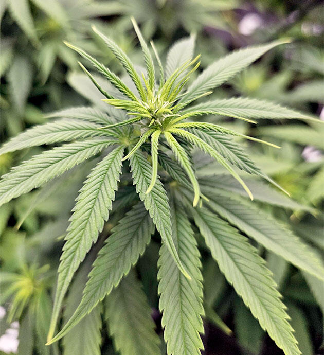 Куст Apple Betty от Herbies Seeds на 8 неделе