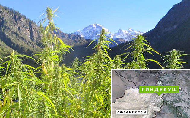 Регион происхождения афган-травы