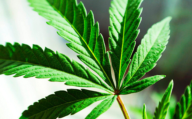 Стандартные листья конопли Типичные листья конопли