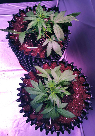 2 кустика конопли Auto White Widow