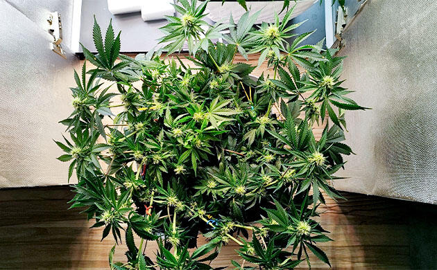 Третья неделя предцвета Кусты Mimosa Shot и Gorilla Zkittlez на 8 неделе выращивания