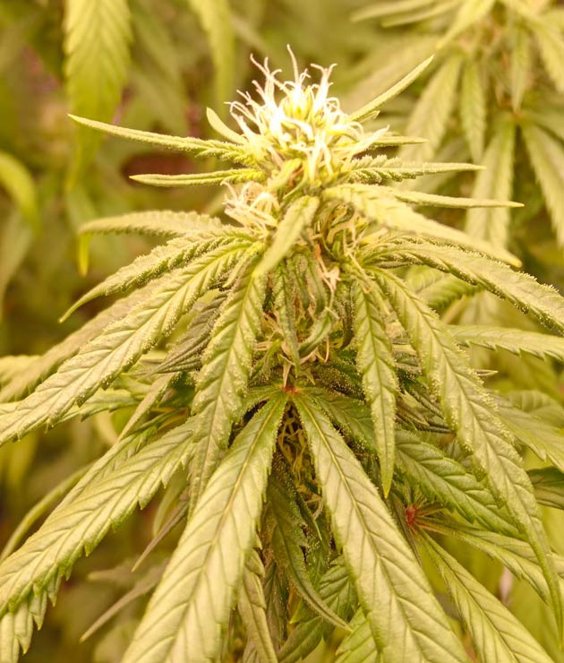 Куст Gelato 2 Auto от сидбанка Семяныч на 8 неделе