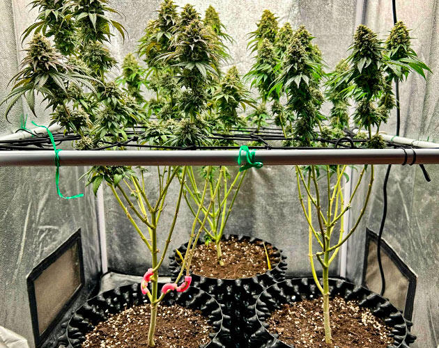 Шишки каннабиса на поздней стадии цветения с янтарными трихомами