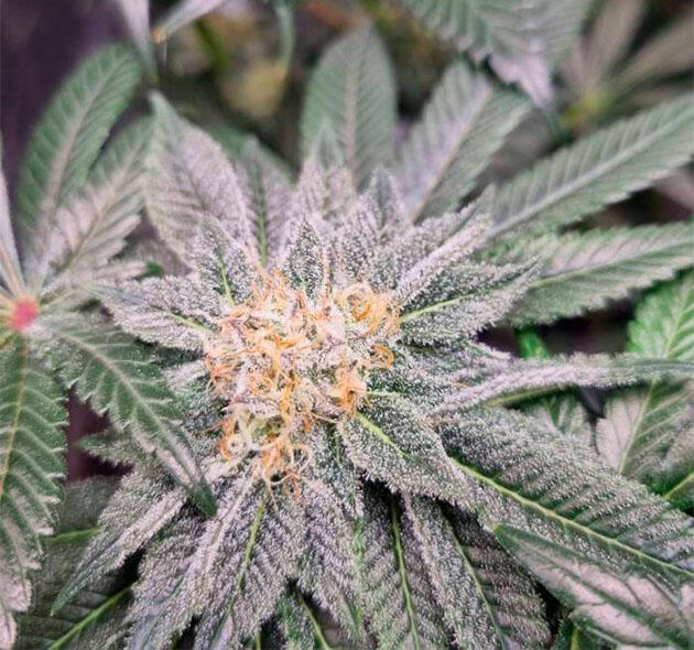 Стабильное созревание Strawberry OG Cookies Куст Strawberry OG Cookies R1 на 15 неделе развития