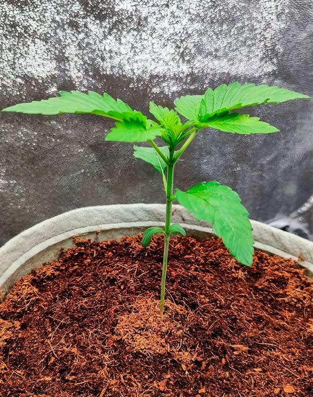 Росток 50 Dragons от UKHTA на 1 неделе