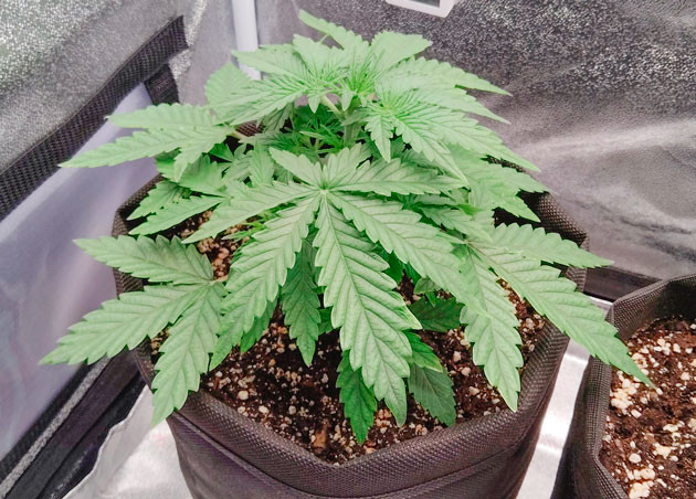 Края конопли немного пожелтели