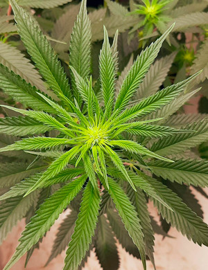 Место формирования шишки на кусте