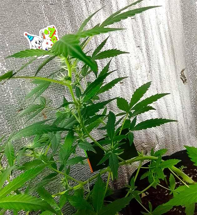 Дефолиация и полив конопли Куст Sexy Cinderella Auto на 7 неделе развития