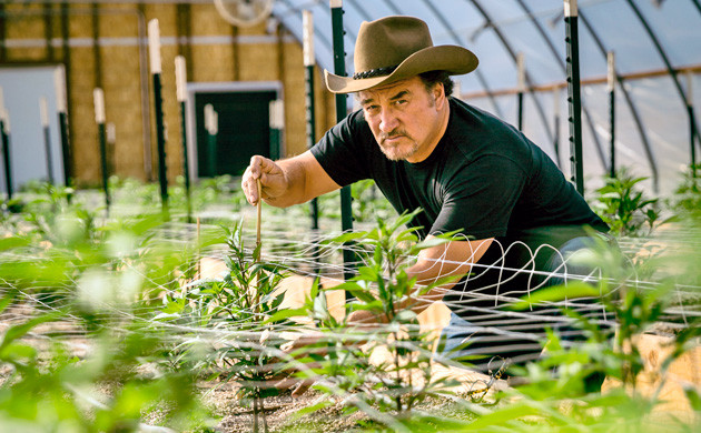 Джеймс Белуши на своей конопляной ферме Джеймс Белуши выращивает марихуану для нуждающихся