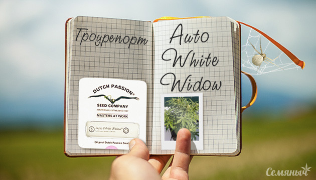 Гроурепорт сорта конопли Auto White Widow